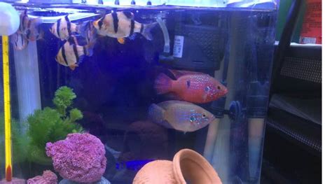 紅寶石魚(yú)能和什么魚(yú)混養(yǎng),紅寶石魚(yú)和什么魚(yú)可以混養(yǎng)縮略圖