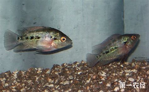 羅漢魚苗起頭過程圖,羅漢魚苗怎么養(yǎng)起頭快縮略圖
