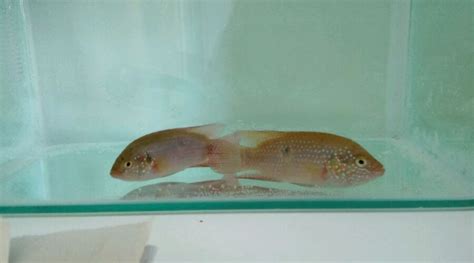 紅寶石魚(yú)能長(zhǎng)多大(血鉆紅寶石魚(yú)能長(zhǎng)多大)縮略圖