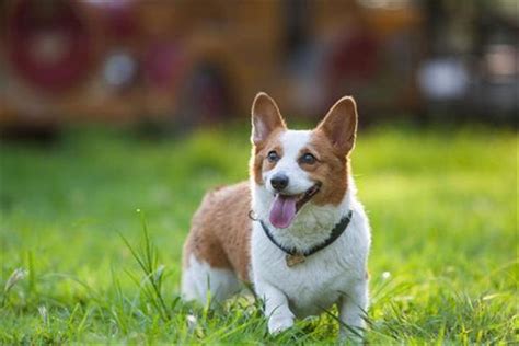 臘腸犬和柯基犬哪個好(臘腸犬和柯基犬哪個好看)縮略圖