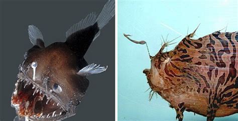 鮟鱇魚怎么讀(鮟鱇魚怎么讀音)縮略圖