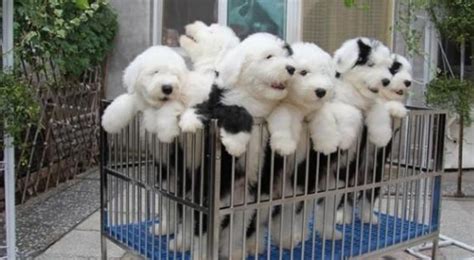 古牧為什么是禁養(yǎng)犬(古牧為什么是禁養(yǎng)犬呢)縮略圖