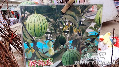 西瓜樹苗,西瓜樹苗的圖片縮略圖