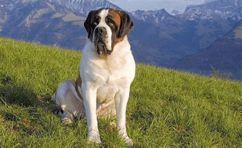 圣伯納犬的優(yōu)缺點(圣伯納犬的優(yōu)缺點有哪些)縮略圖