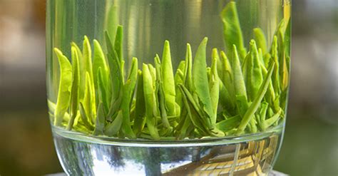 竹葉青茶的沖泡方法,竹葉青茶的沖泡方法視頻縮略圖