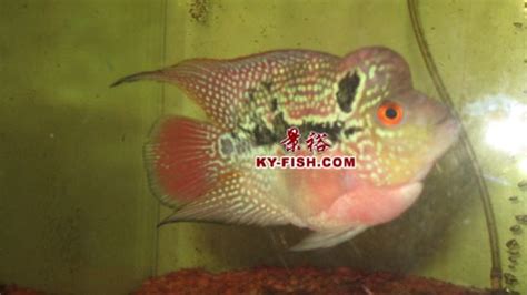 金元寶魚,金元寶魚正確養(yǎng)法縮略圖