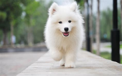 薩摩耶犬為什么禁養(yǎng)(建議窮人養(yǎng)的10種狗)縮略圖