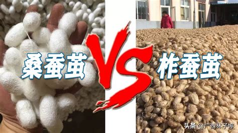 歐根紗與桑蠶絲的區別,歐根紗桑蠶絲是什么面料縮略圖