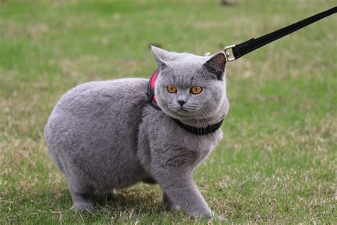 英短藍貓圖片(英短藍貓圖片大全可愛)縮略圖