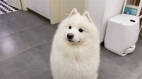 薩摩耶狗狗圖片(薩摩耶狗狗圖片大全)縮略圖