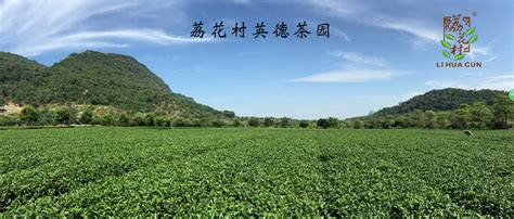 英德紅茶介紹,清遠英德紅茶介紹縮略圖