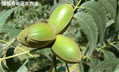 碧根果是什么樹的果實(碧根果是什么樹的果實及功效)縮略圖
