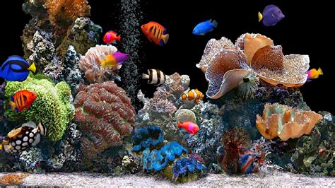 熱帶魚的養殖方法和注意事項(熱帶魚飼養與鑒賞)縮略圖