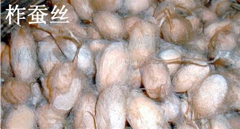 真絲與桑蠶絲區(qū)別,真絲與桑蠶絲區(qū)別怎么洗縮略圖