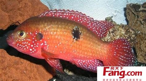 紅寶石魚(yú)可以和什么魚(yú)混養(yǎng)(紅寶石魚(yú)怎么區(qū)分公母)縮略圖