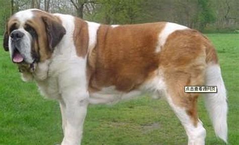 圣伯納犬的圖片,圣伯納犬和高加索的圖片縮略圖