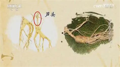 野山參的功效和吃法,野山參的功效和吃法視頻講解縮略圖