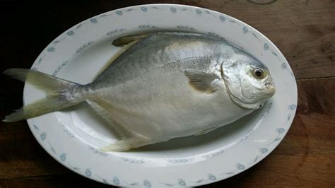 金昌魚的作用與功效,金昌魚的作用與功效禁忌縮略圖