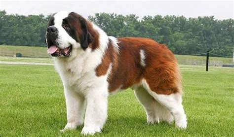 圣伯納犬是哪個國家的(圣伯納犬是哪個國家的國寶)縮略圖