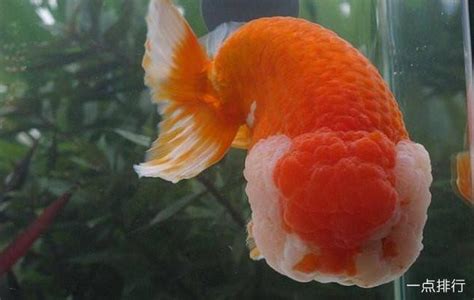 草金魚壽命一般有多長(zhǎng),草金魚一年能長(zhǎng)多少厘米縮略圖