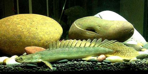 恐龍魚好養(yǎng)嗎(六角恐龍魚好養(yǎng)嗎)縮略圖