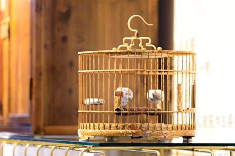 鳥籠制作,鳥籠制作全過程縮略圖