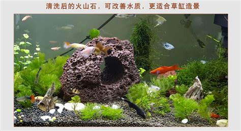 火山石能凈化魚缸水質嗎,魚缸放火山石的缺點縮略圖