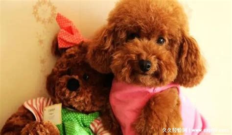 泰迪犬多少錢一只幼崽(泰迪犬多少錢一只幼崽子)縮略圖