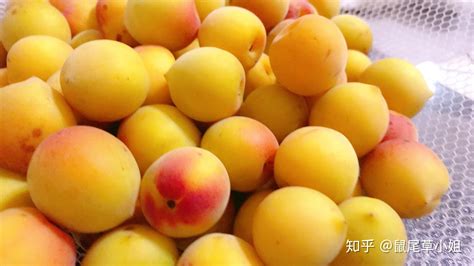 酵素梅子對身體有害處嗎(減肥酵素果凍十大排名榜)縮略圖