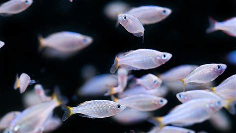 熱帶魚身上有白點怎么治,熱帶魚身上有白點怎么治療縮略圖
