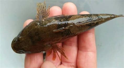 安康魚和燈籠魚是不是一種魚(燈籠魚真實照片)縮略圖