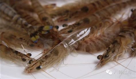 大頭蝦和基圍蝦的區(qū)別,大頭蝦和基圍蝦的區(qū)別 大頭蝦的營養(yǎng)價值_愛流行縮略圖