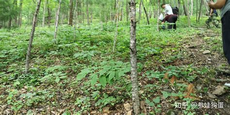 野山參與人工種植人參區別,人工種植人參和野山參的功效區別縮略圖