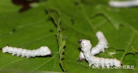 真絲與桑蠶絲哪個(gè)好(真絲與桑蠶絲哪個(gè)好一點(diǎn))縮略圖