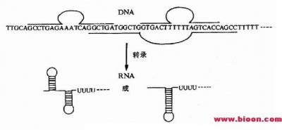 轉錄機制是什么意思,轉錄機制是什么意思啊縮略圖