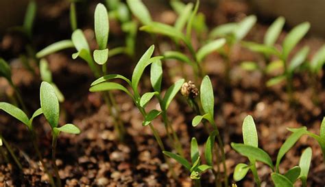 草籽幾天可以發(fā)芽(草籽幾天可以發(fā)芽出土)縮略圖