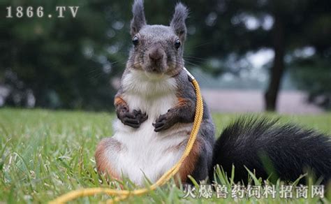魔王松鼠怎么養(魔王松鼠怎么養新手)縮略圖