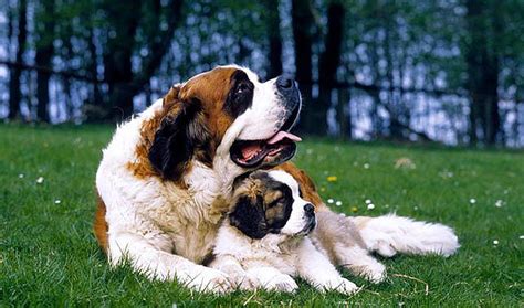 圣伯納犬能長多少斤,圣伯納犬能長多少斤體型縮略圖
