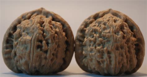 文玩核桃價(jià)格(文玩核桃價(jià)格排行)縮略圖