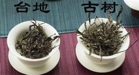 古樹茶和臺地茶的區(qū)別在哪里(古樹茶和臺地茶的區(qū)別在哪里呢)縮略圖