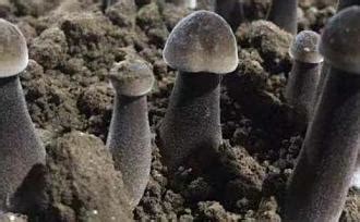 雞縱菌一般長在哪些地方(雞樅菌長在什么地方)縮略圖