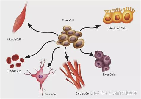 康婷干細胞技術是真的嗎(康婷干細胞是真的假的)縮略圖