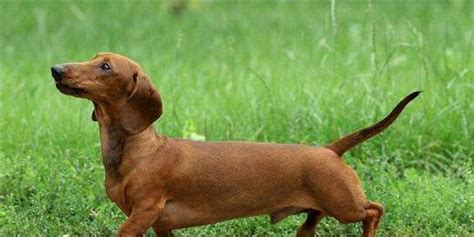 臘腸犬是小型犬嗎,臘腸犬是小型犬嗎圖片縮略圖