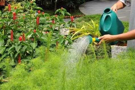 盆景花卉栽培技術,花卉盆景種植技術教程縮略圖