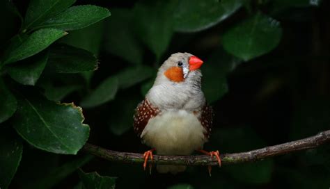 珍珠鳥怕熱嗎,珍珠鳥怕熱嗎夏天怎么在屋內降溫縮略圖