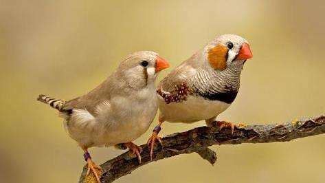 珍珠鳥幾個月能繁殖(珍珠鳥幾個月能繁殖一次)縮略圖