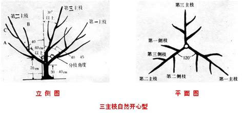 果樹修剪知識與技術,果樹修剪知識與技術視頻縮略圖