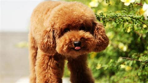 泰迪犬怎么養才聽話,泰迪犬怎么養才聽話視頻縮略圖