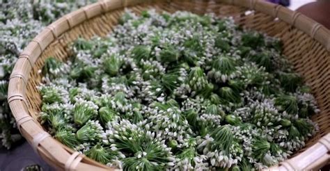 韭菜花怎么做好吃又簡(jiǎn)單,韭菜花怎么做好吃又簡(jiǎn)單家常縮略圖