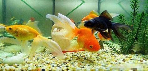 草金魚為什么沒(méi)人養(yǎng),草金魚為什么沒(méi)人養(yǎng)了縮略圖